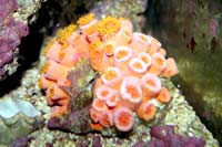 See all pictures for Tubastraea coccinea