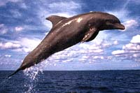 See all pictures for Tursiops truncatus