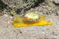 See all pictures for Tylodina perversa