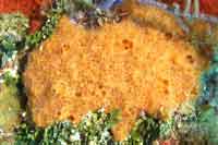 See all pictures for Ulosa ruetzleri