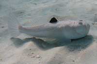 See all pictures for Uranoscopus scaber