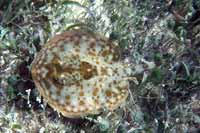 See all pictures for Urolophus jamaicensis