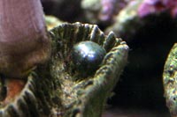 See all pictures for Ventricaria ventricosa