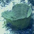 See all pictures for Verongula gigantea