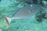 See all pictures for Xanthichthys ringens