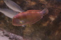 See all pictures for Xyrichthys novacula