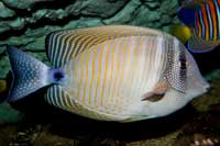 See all pictures for Zebrasoma desjardinii