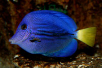 See all pictures for Zebrasoma xanthurum