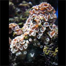 See all pictures for Zoanthus pulchellus