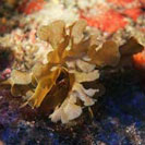 See all pictures for Zonaria tournefortii