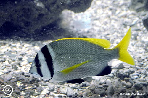 Acanthopagrus bifasciatus