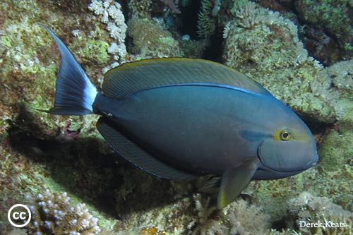 Acanthurus gahhm