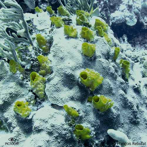 Spongosorites coralliophaga