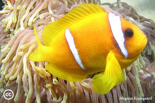 Amphiprion bicinctus