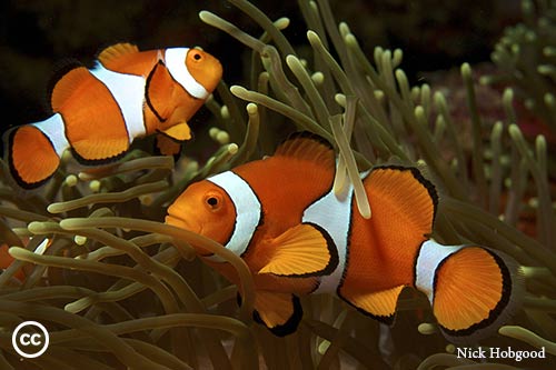 Amphiprion ocellaris