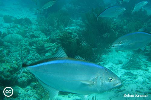 Carangoides ruber