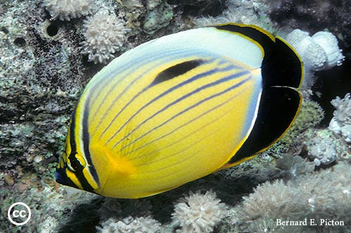 Chaetodon austriacus