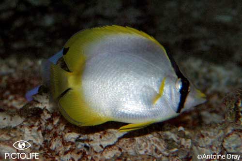 Chaetodon ocellatus