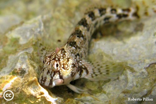 Coryphoblennius galerita