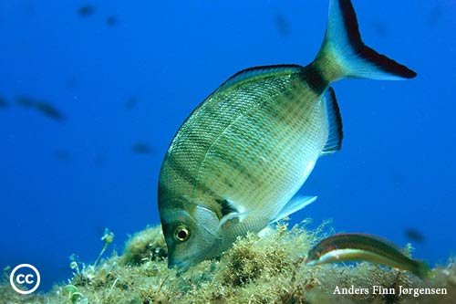 Diplodus puntazzo