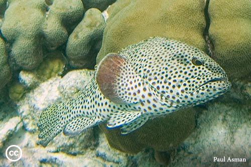 Epinephelus adscensionis