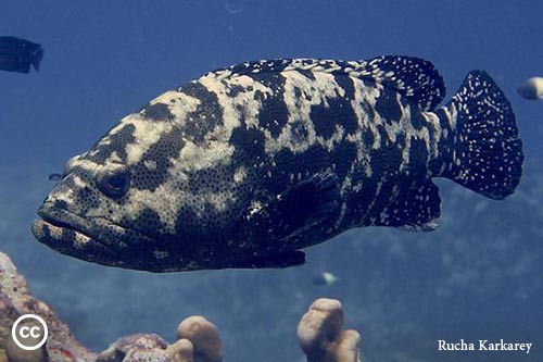 Epinephelus fuscoguttatus