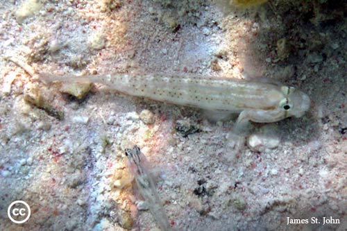 Gnatholepis thompsoni