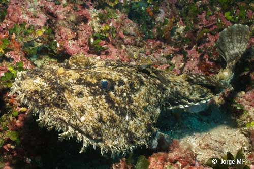 Lophius piscatorius