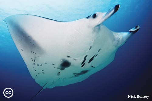 Mobula alfredi