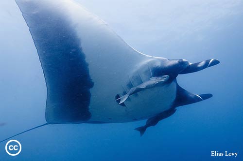 Manta birostris