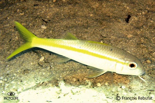 Mulloidichthys martinicus