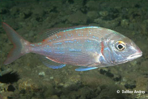 Pagellus erythrinus