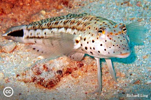 Parapercis hexophtalma