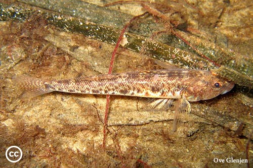 Pomatoschistus microps