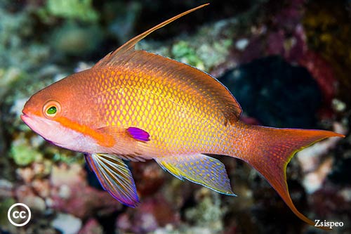 Pseudanthias squamipinnis