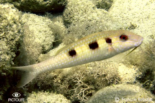 Pseudupeneus maculatus