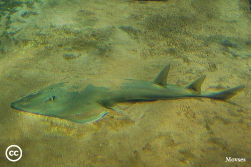 Rhinobatos cemiculus