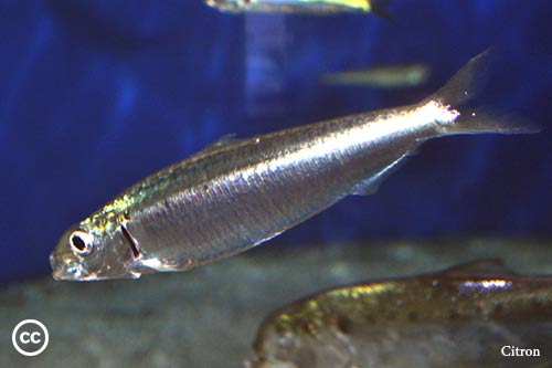 Sardina pilchardus