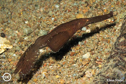 Solenostomus cyanopterus