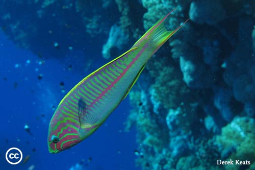 Thalassoma rueppellii