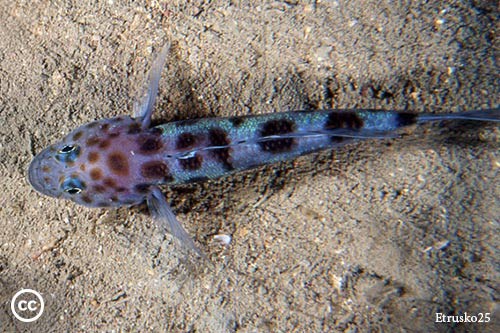 Thorogobius ephippiatus