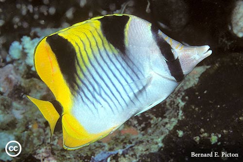 Chaetodon falcula