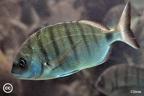 Diplodus sargus