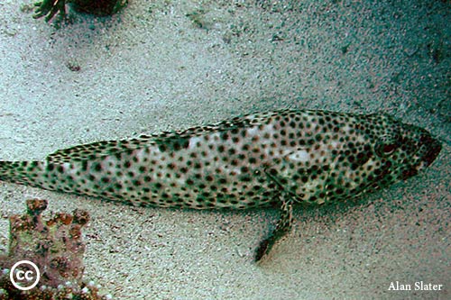 Epinephelus tauvina 