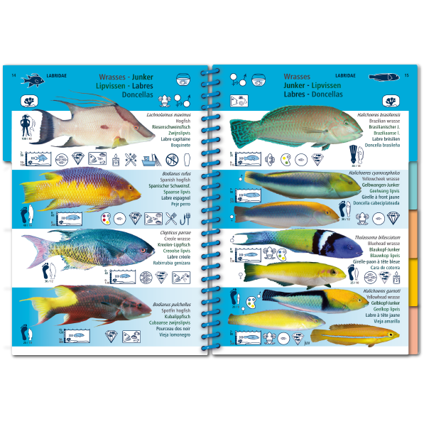 set of 6 Tropical Atlantic Marine Life Waterproof ID cards 